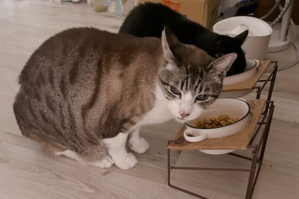 餌を食べる猫