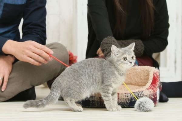 【釣り竿・自動】猫じゃらしのおすすめ人気ランキング18選！壊れにくい長持ちタイプを厳選！