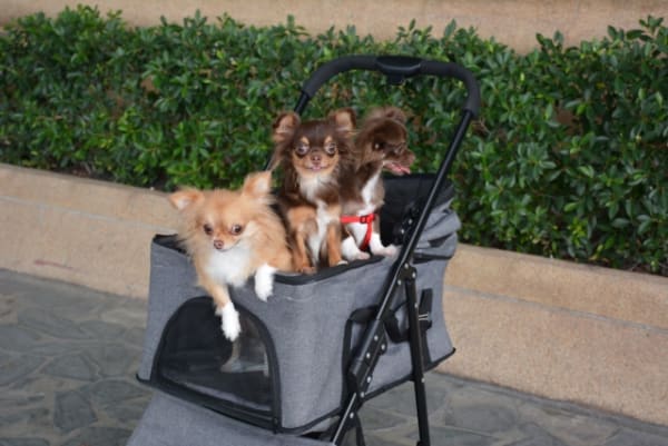 ペットカートに乗る3匹の小型犬