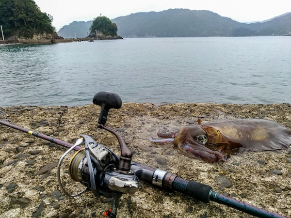 アオリイカ