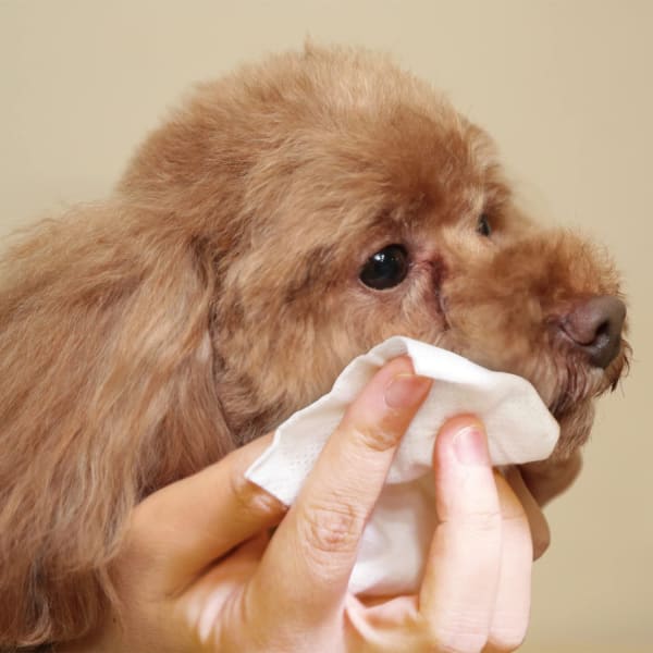 涙やけクリーナーシートでケアされる犬