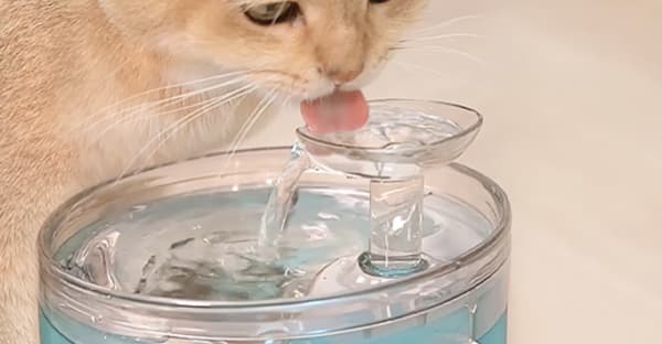 自動給水器で水を飲む猫