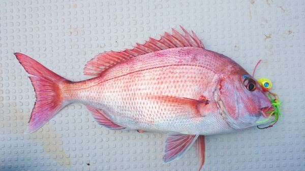 タイラバで釣り上げた鯛