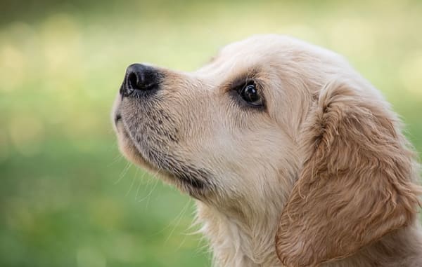 目元がキレイにケアされた犬