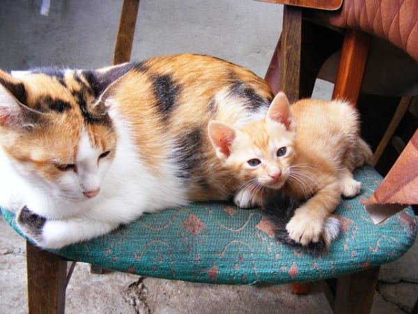 体重の異なる猫の親子