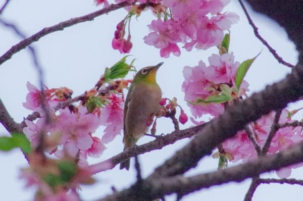 野鳥