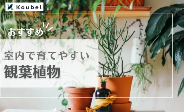 室内で育てやすい観葉植物ランキング20選！成長が早い人気品種を厳選！