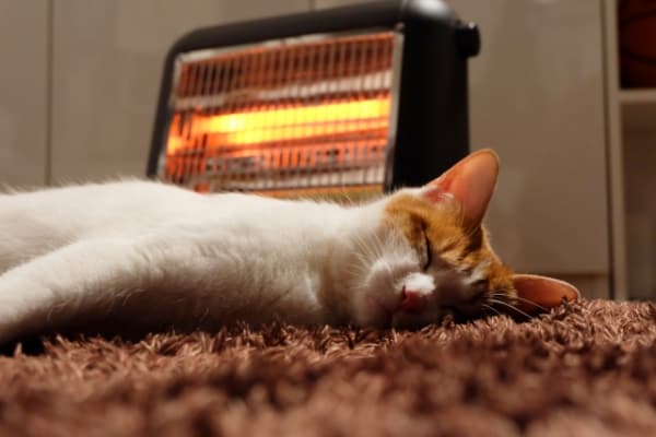 猫の暖房器具おすすめ12選！ホットカーペットやこたつで安全に寒さ対策！