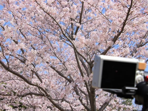 コンデジで桜を撮影する様子