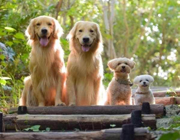 犬種の異なる4匹の犬