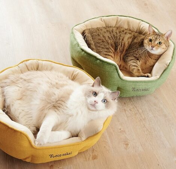 別々のベッドで眠る2匹の猫