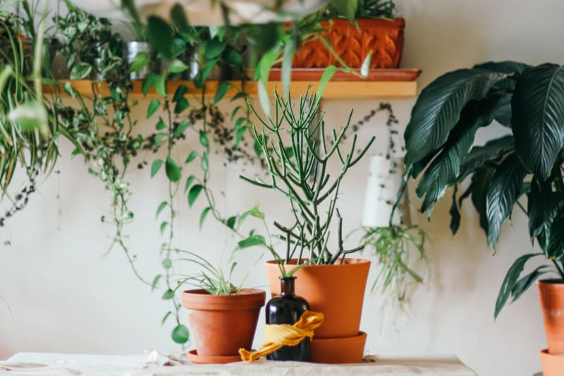 【初心者向け】観葉植物のおすすめ人気ランキング20選！室内で育てやすい品種や選び方も解説